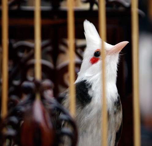 Les bulbuls orphées et les jeunes hanoïens